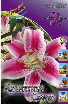 Lilium Crystal Star 161,4.  10.jpg