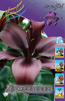 Lilium Dimention 158,3.  10.jpg