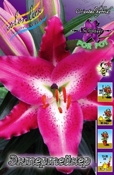 Lilium Entertainer 113,7.  5.jpg