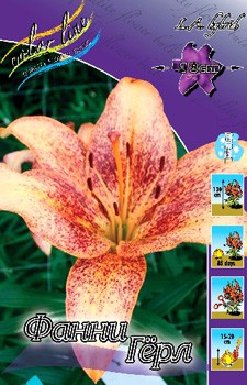 Lilium Funny Girl 139,4.  10.jpg