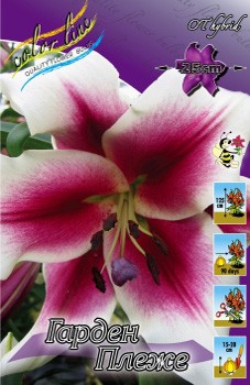 Lilium Garden Pleasure 242,2.  10.jpg