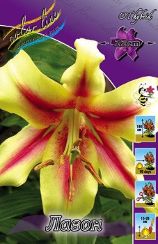 Lilium Lavon 242,2. 10.jpg