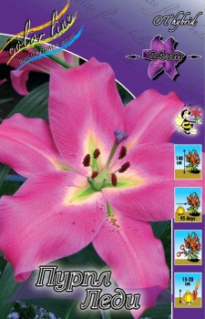 Lilium Purple Lady 126,8.  5.jpg