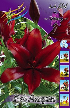 Lilium Red Alert 116,4.  10.jpg