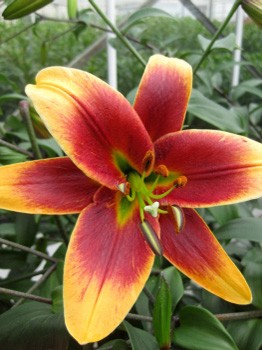 Lilium Red Morning NEW 273,6.  10.jpg