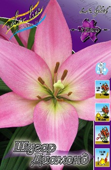 Lilium Sugar Diamond 121,6.  10.jpg