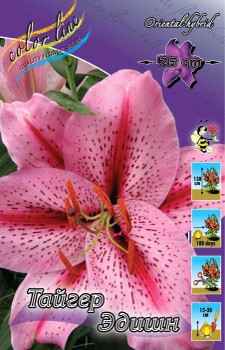 Lilium Tiger Edition 119.  5.jpg