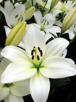 Lilium White Sound NEW 137,3.  10.jpg