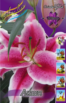 lilium_action_1583ya_pp_10yaya.jpg