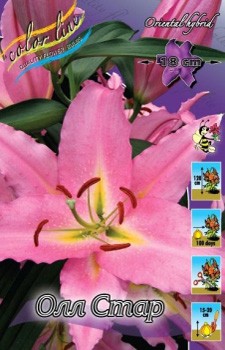 lilium_all_star_1688ya._pp_10yaya.jpg