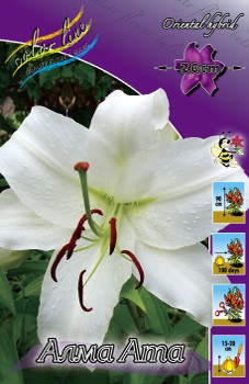 lilium_alma_ata_1164ya._pp_10yaya.jpg