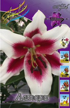 lilium_altari_2422ya._pp_10yaya.jpg