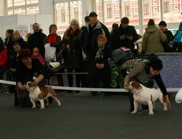  CACIB   24/11/2012