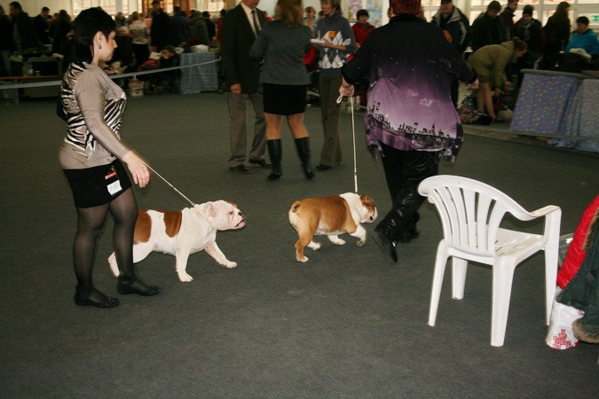   CACIB   24/11/2012