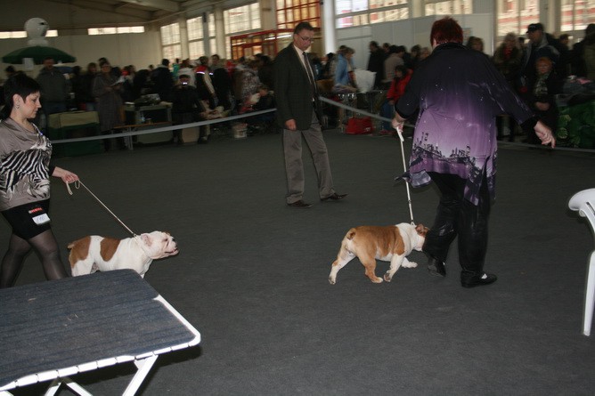  CACIB   24/11/2012