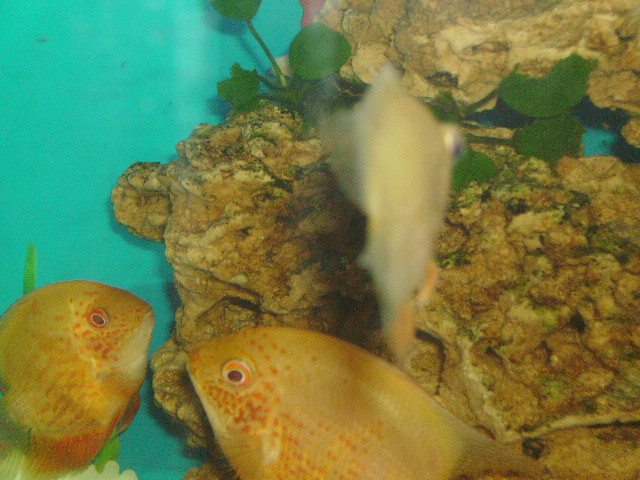 IMGP0336.JPG