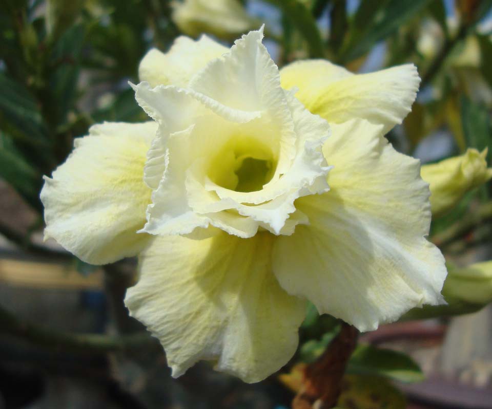 Yellow Series Adenium.jpg