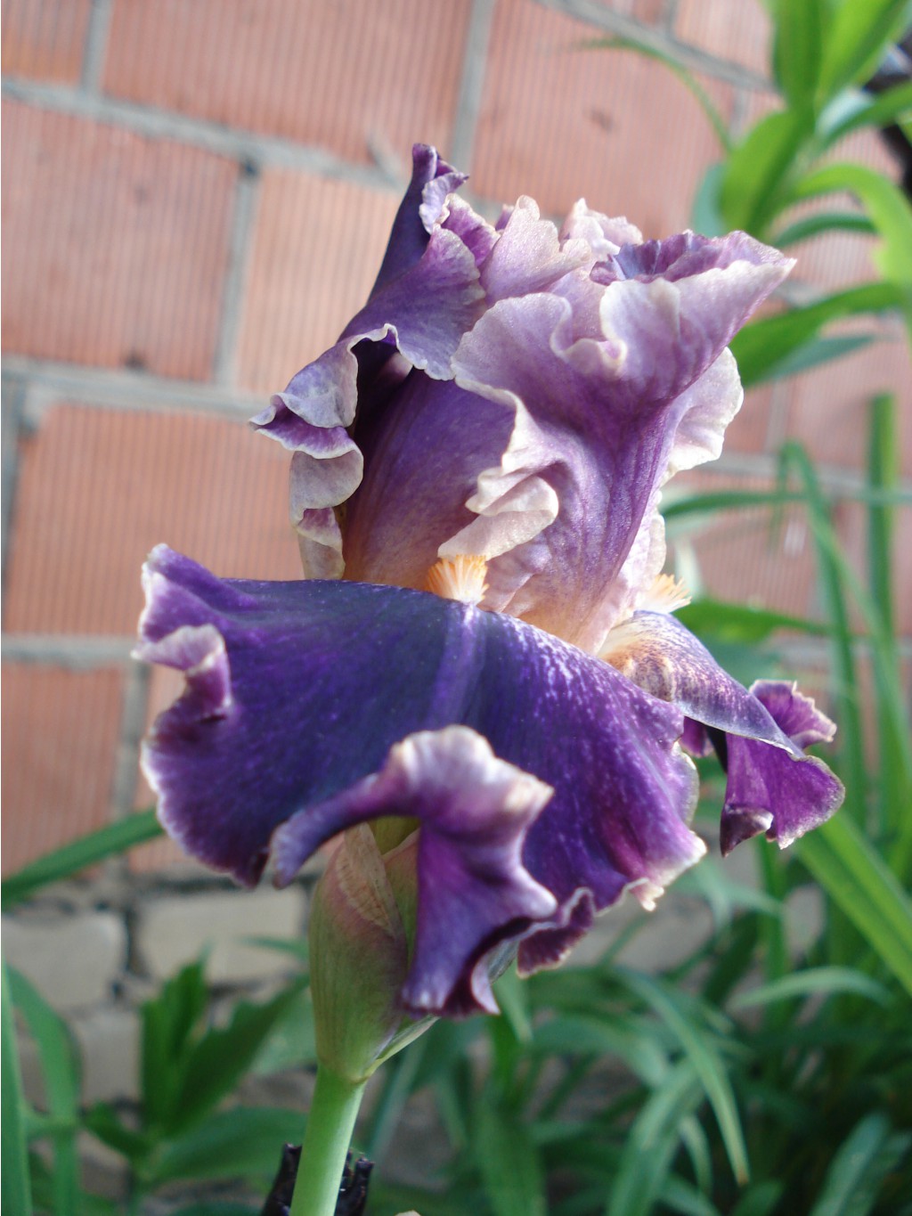 DSC09133.JPG