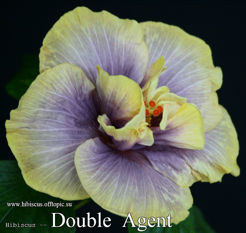 096 - Double Agent.jpg