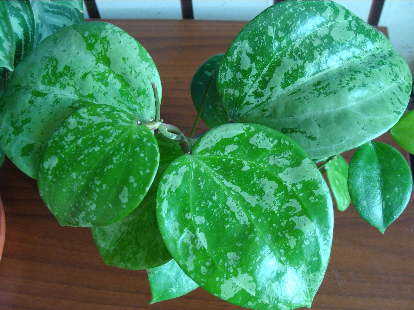 Hoya balaensis Splash- 