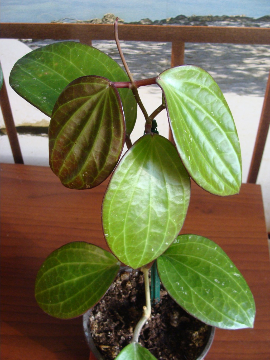 Hoya Tjadasmalangensis