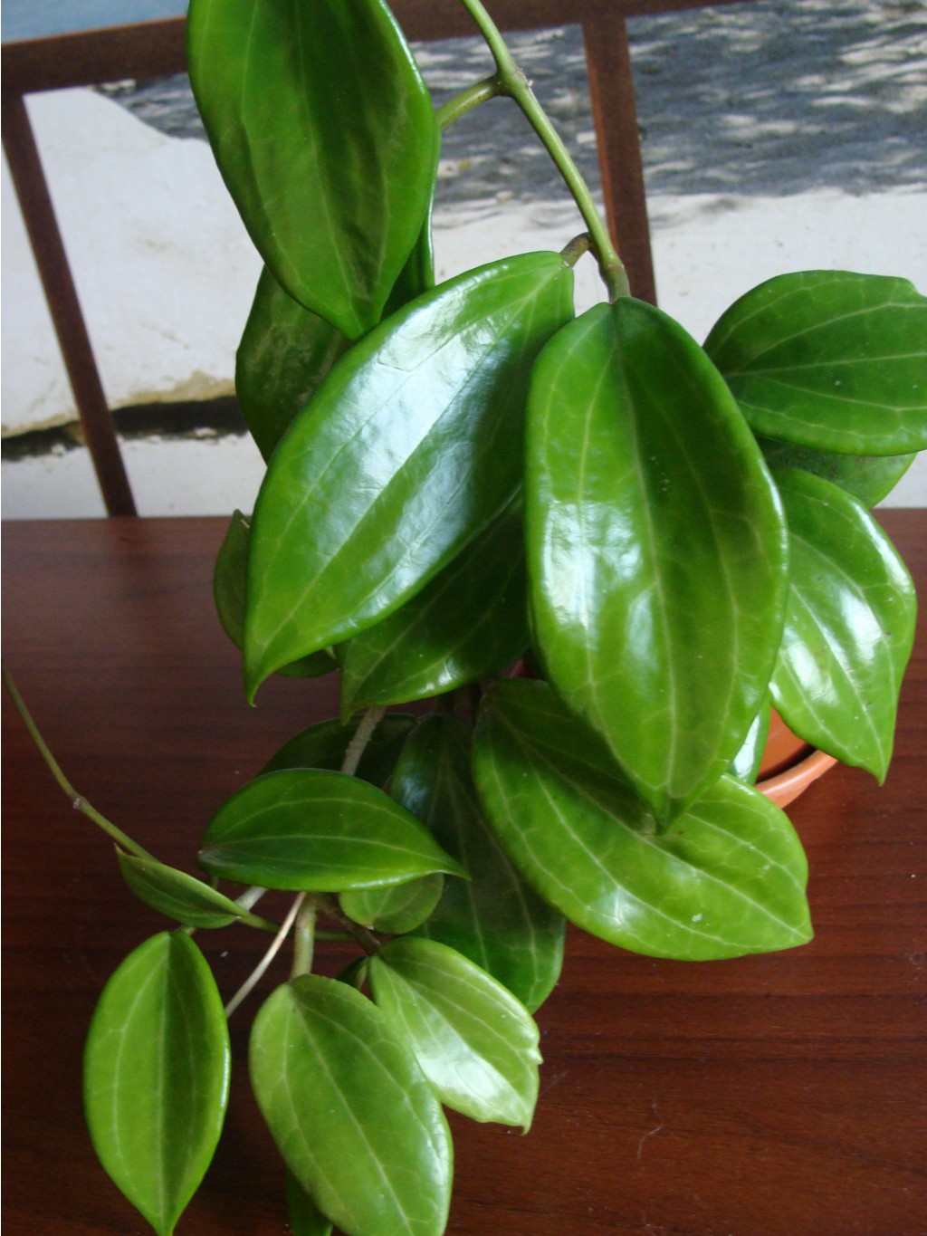 Hoya Pentaphlebia
