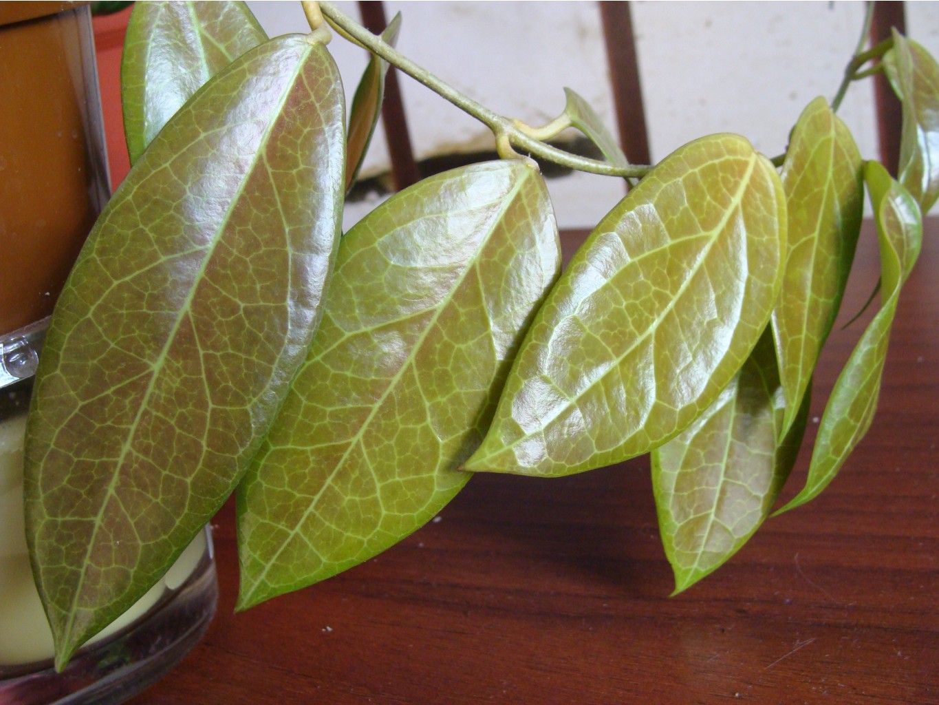 Hoya UT039 Flores Island