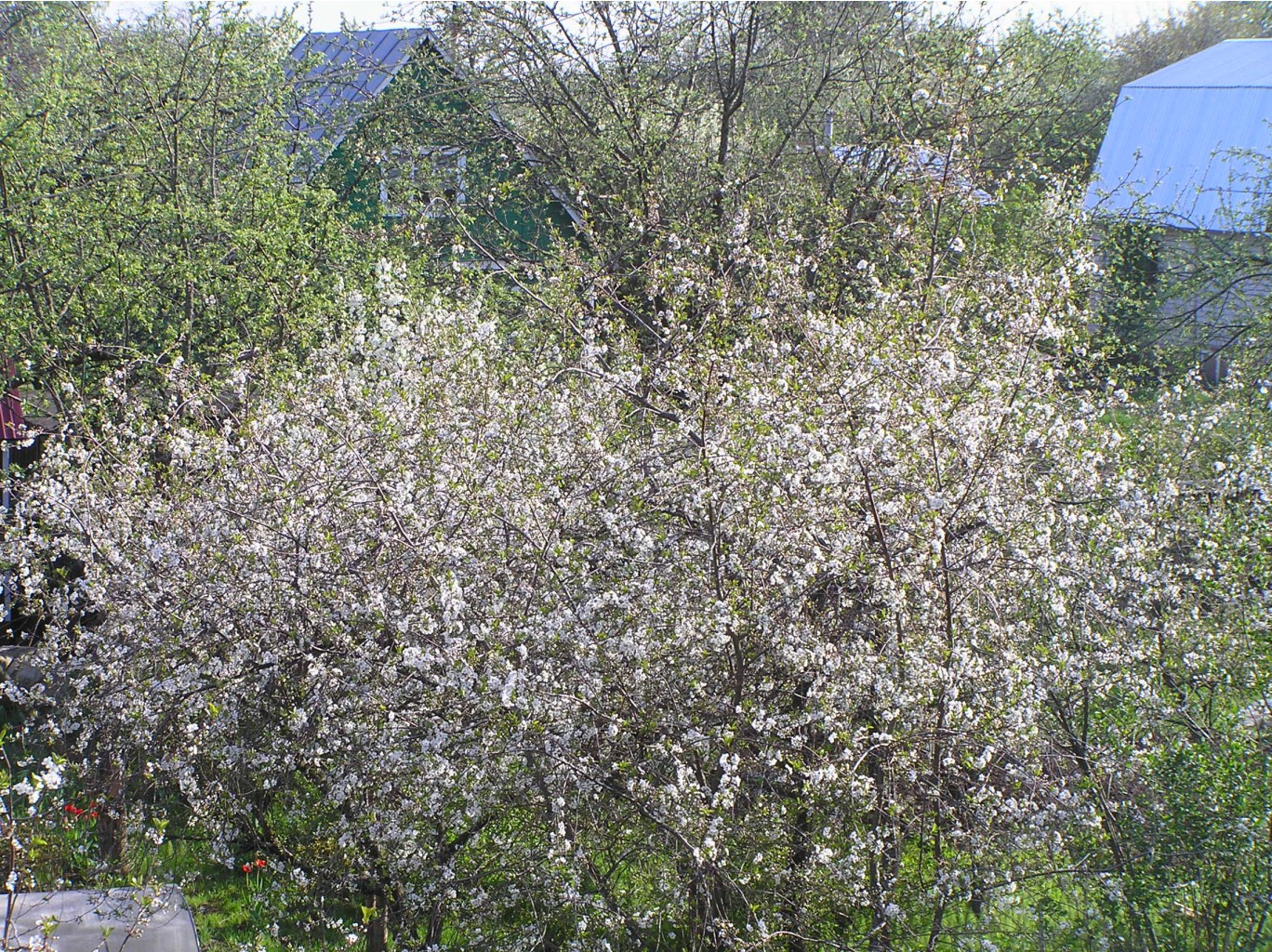 P5130366.JPG