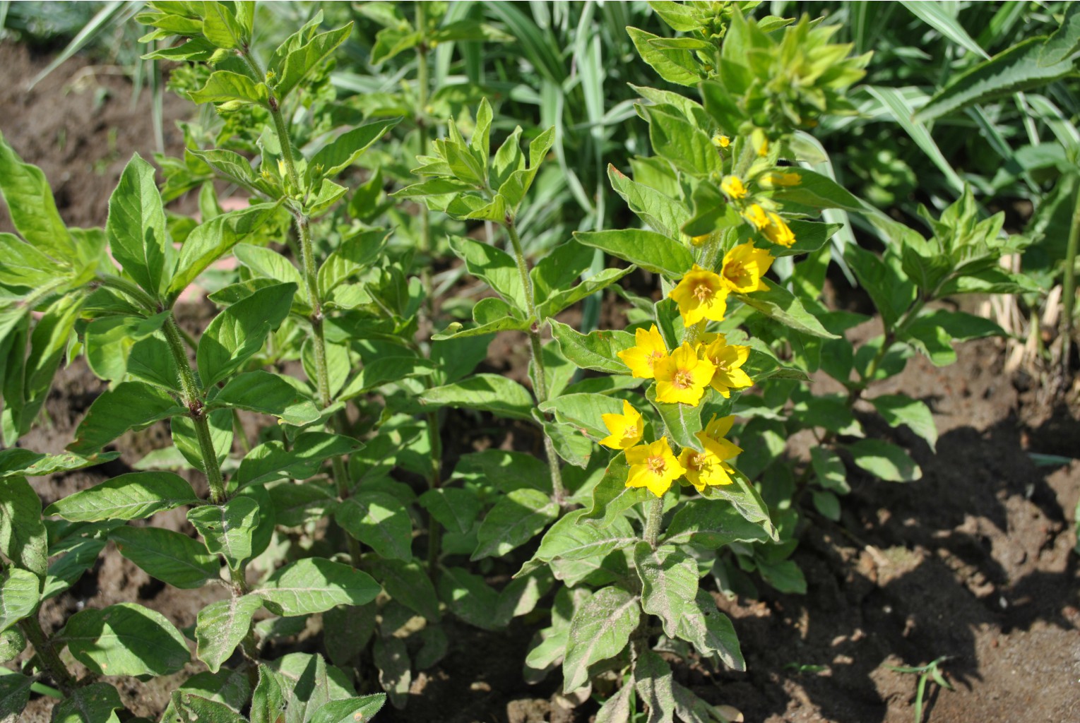   (L. punctata). 