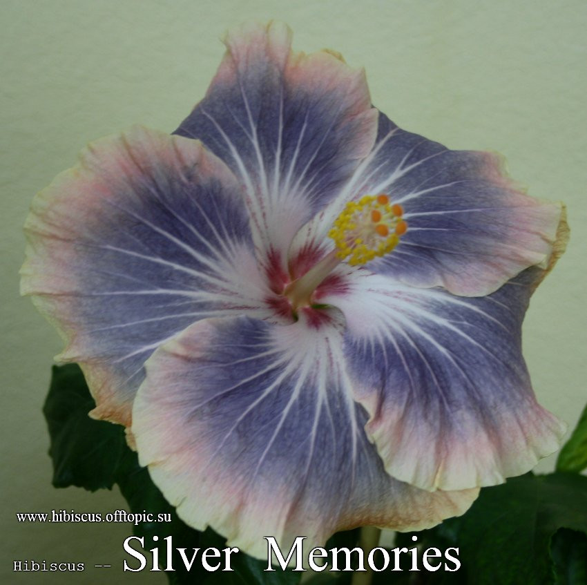 099 - Silver Memories.jpg