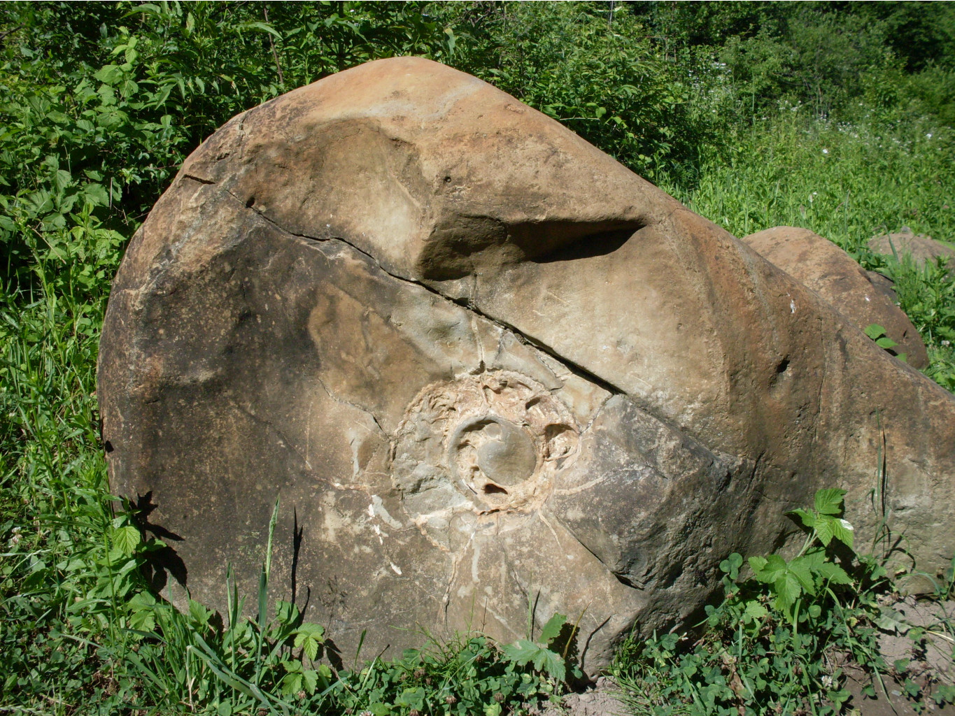 SDC11473.JPG