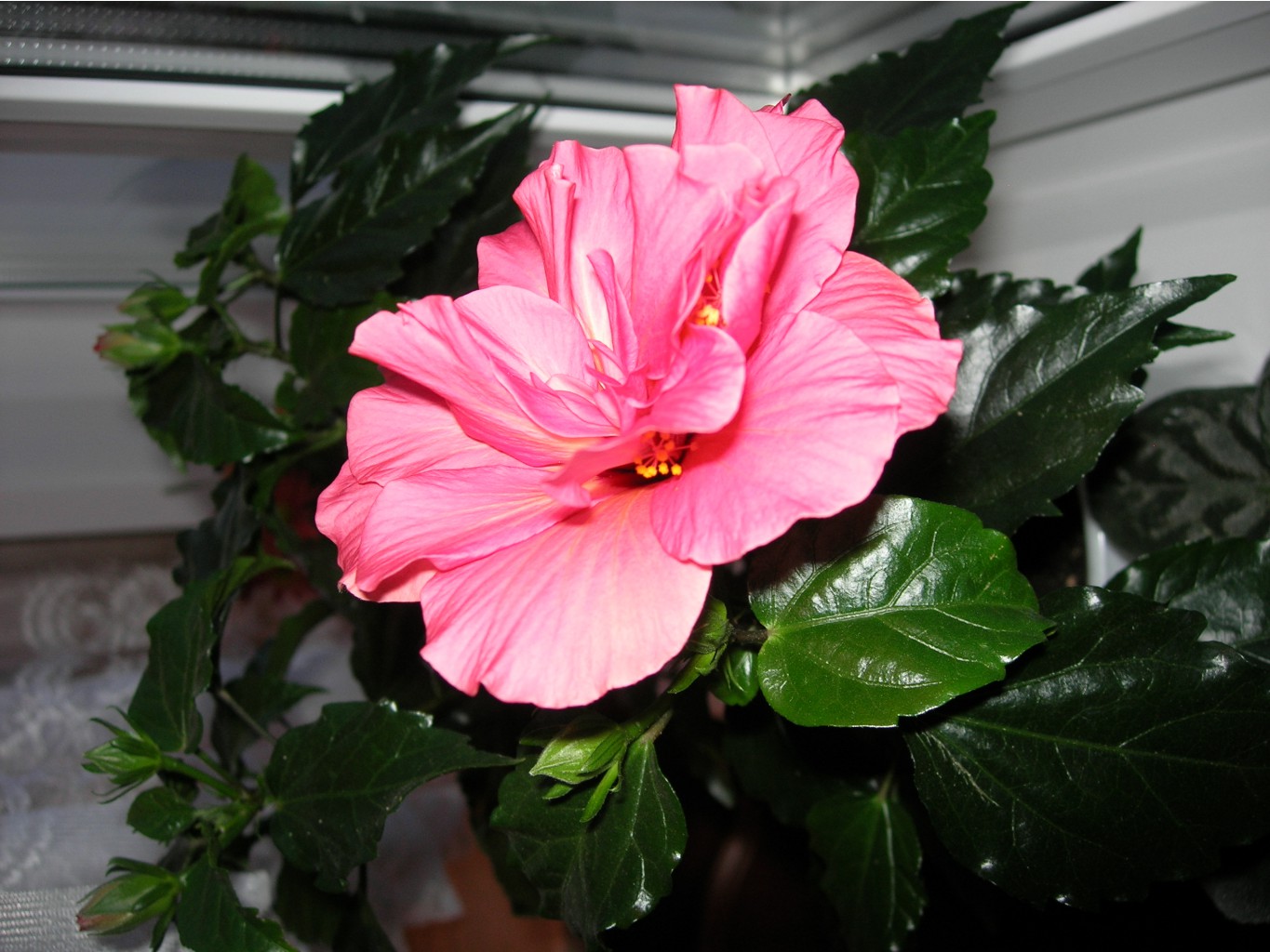 DSCN4077.JPG