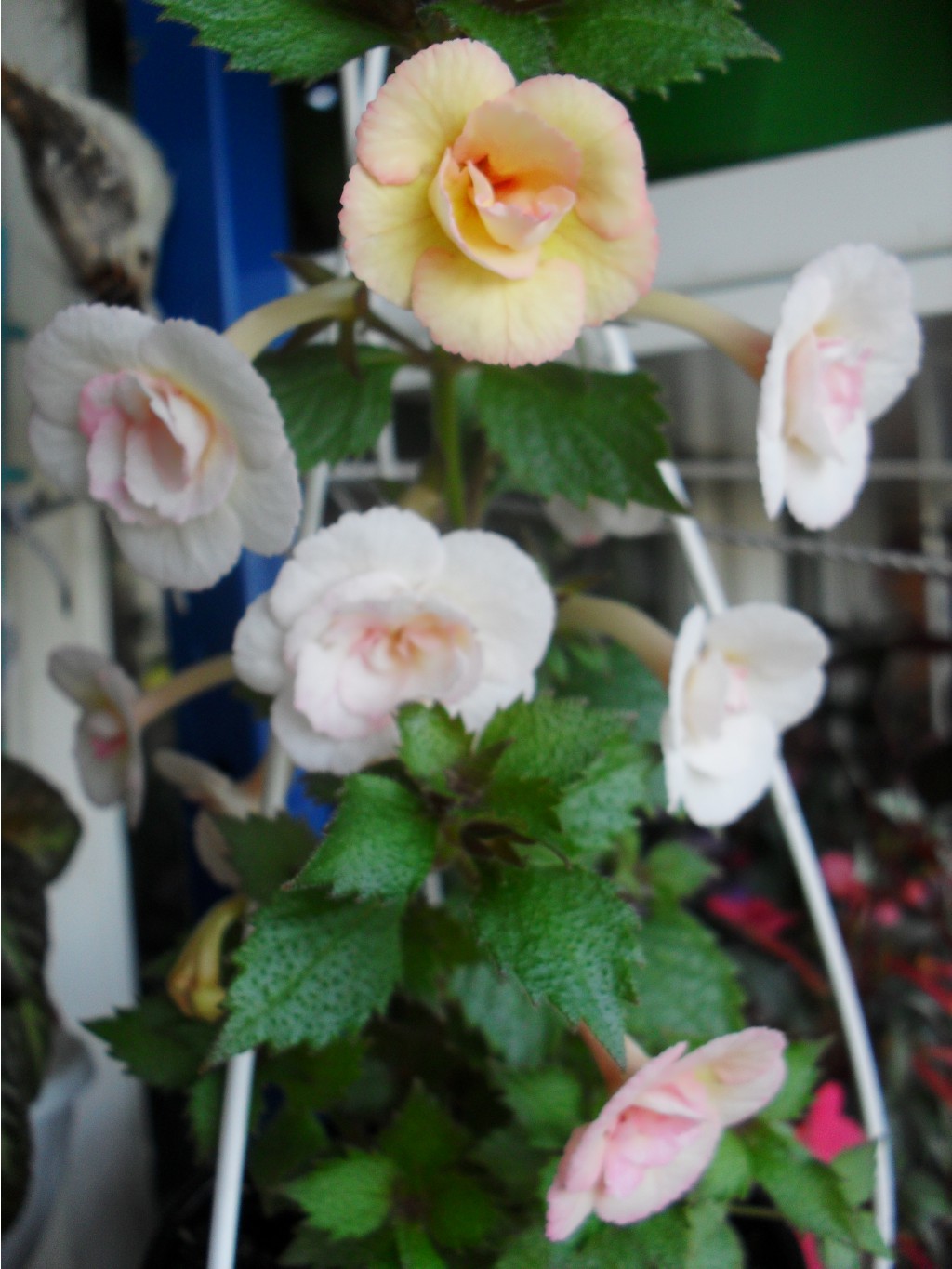 SDC13049.JPG