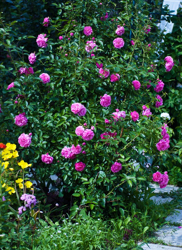 rose.jpg