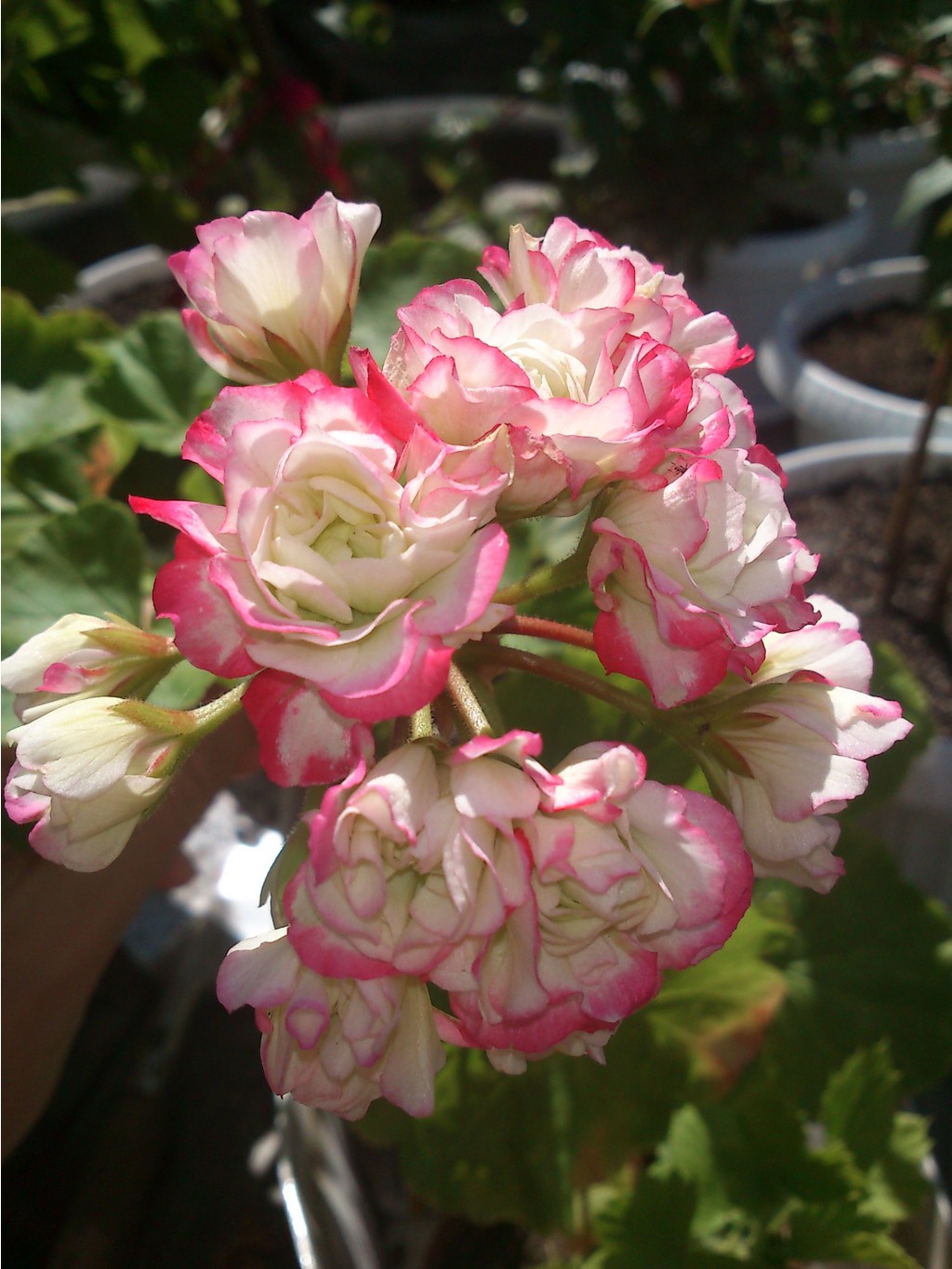 Apple Blossom Rosebud