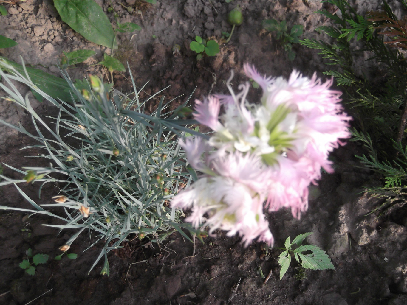 DSCF4713.JPG