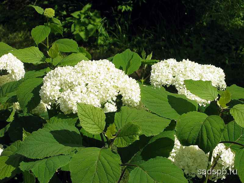 Hydrangea_arborescens37n_enl.jpg