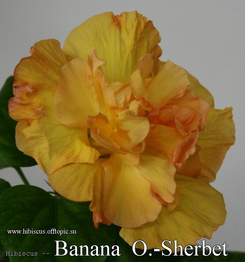 114 - Banana O.-Sherbet.jpg