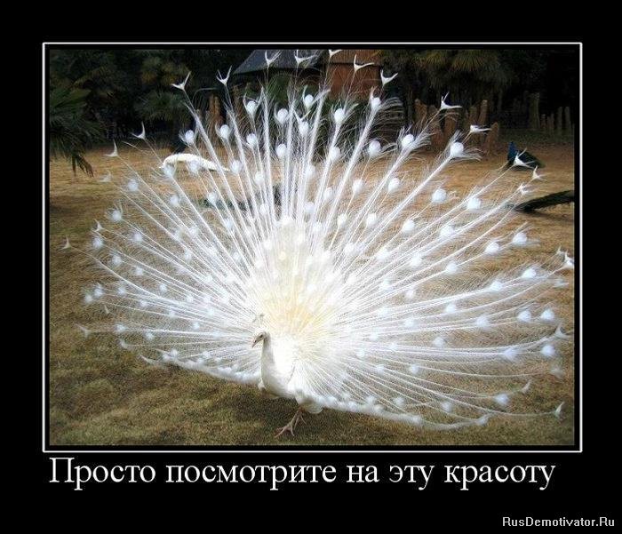 красота.jpg