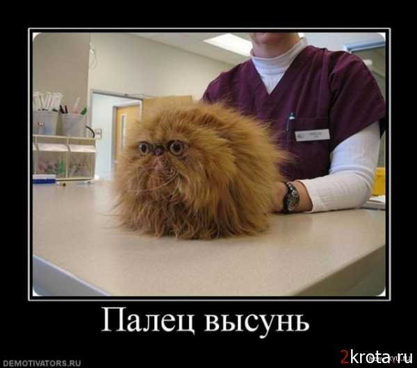 палец высунь.jpg