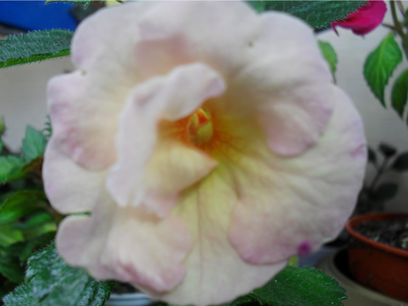 SDC13102.JPG