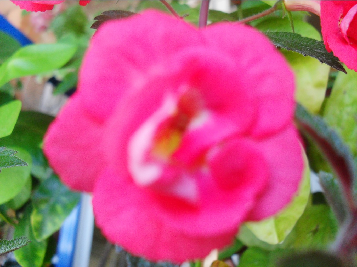 SDC13118.JPG