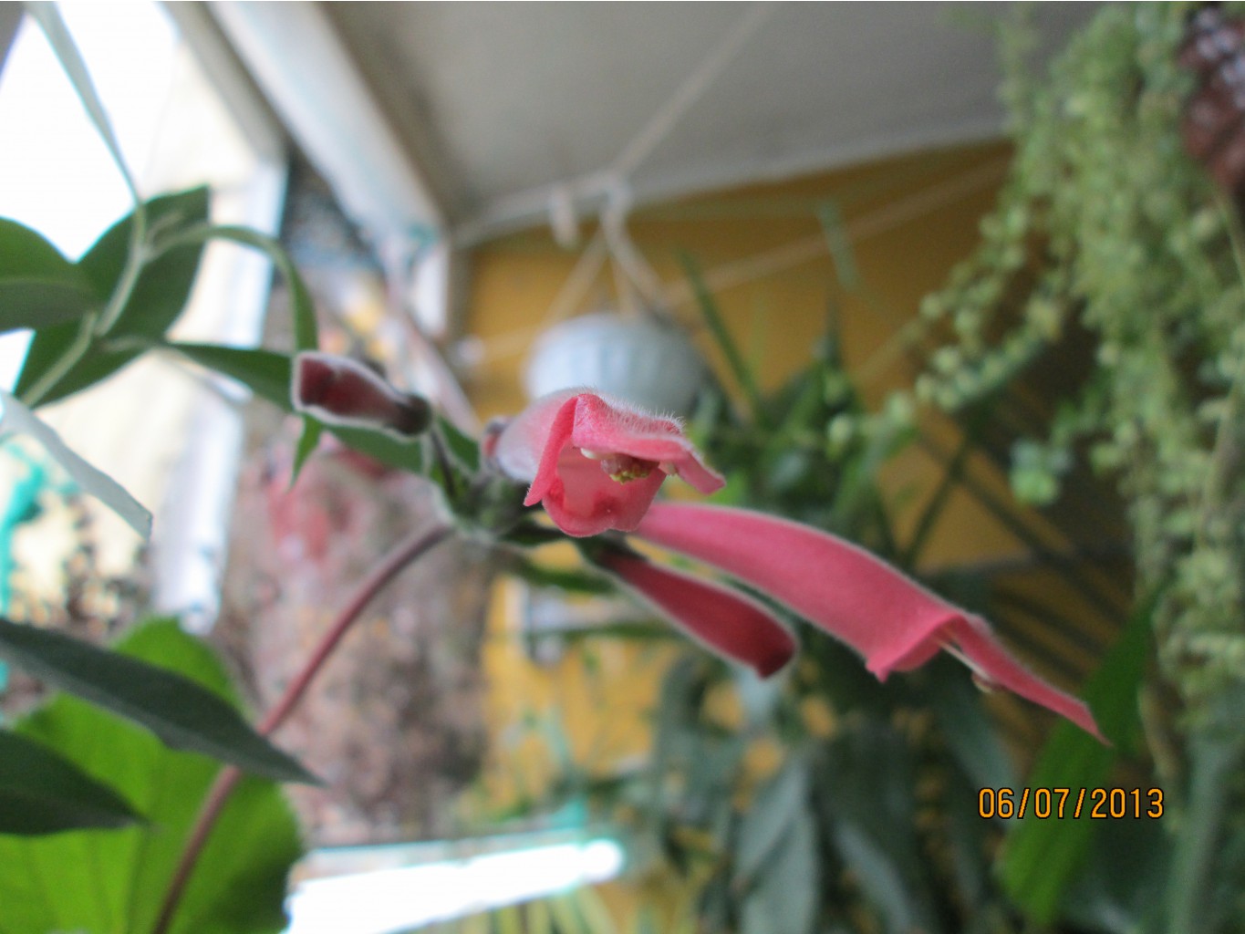 IMG_1116.JPG