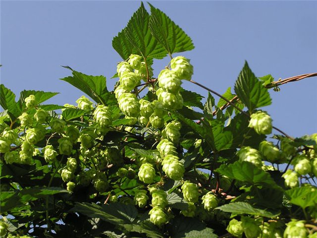 хмель
