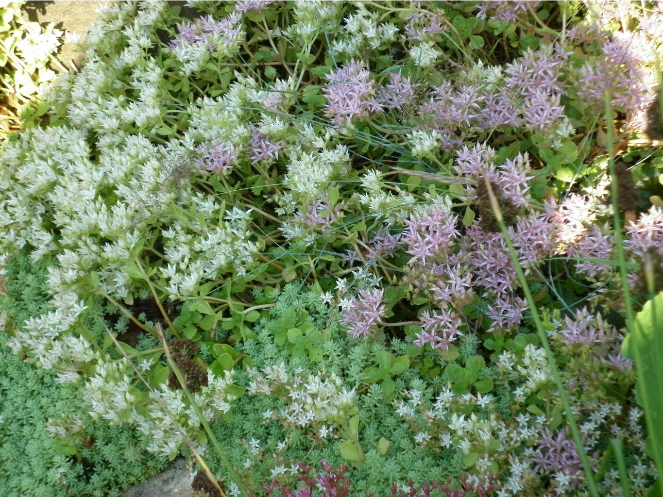 P1010195.JPG