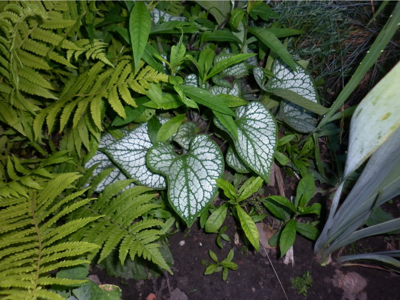 P1010217.JPG