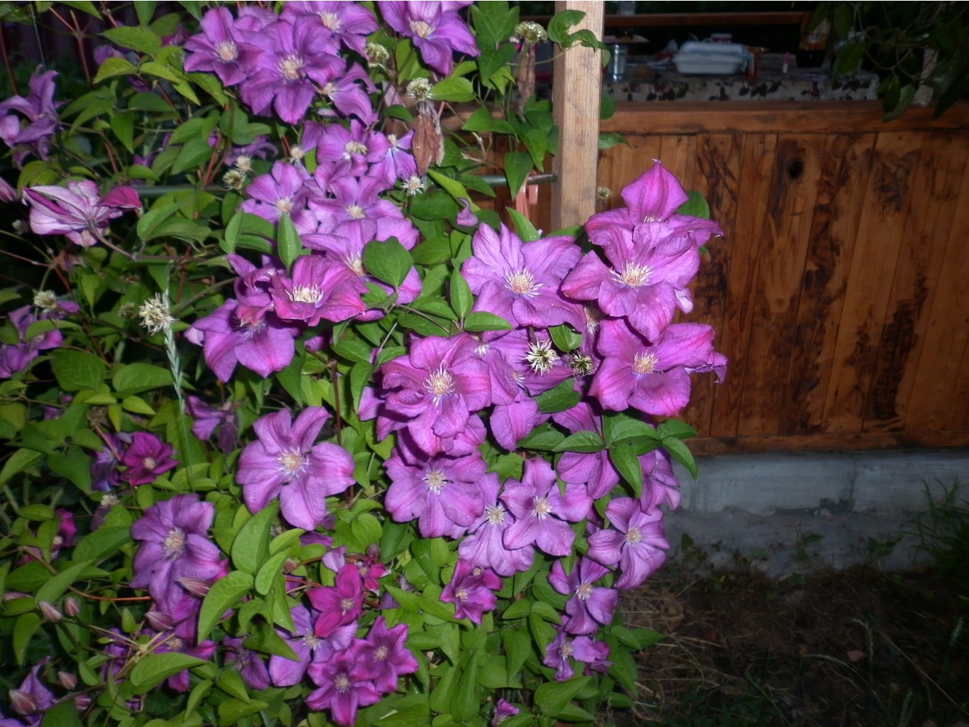 P1010226.JPG