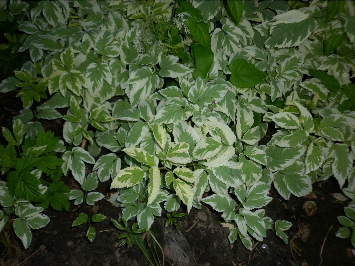 P1010232.JPG