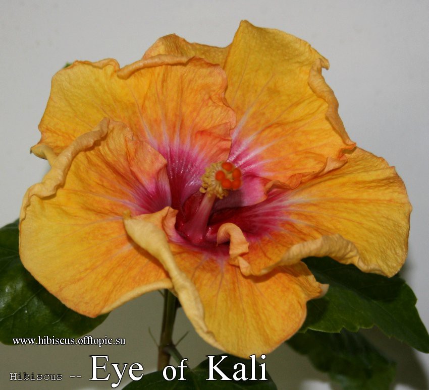 127 - Eye of Kali.jpg