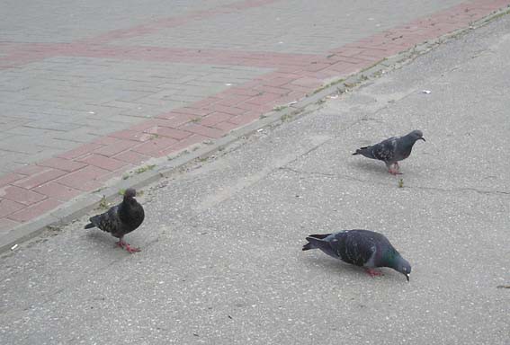 P1010009.JPG